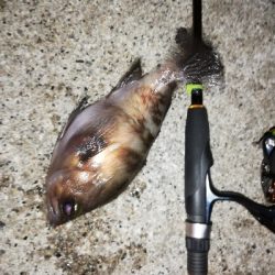 明石メバル好調！