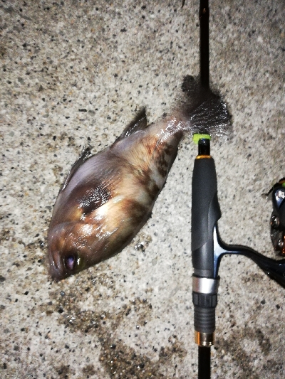 明石メバル好調！