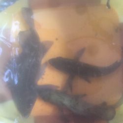 満月メバリング