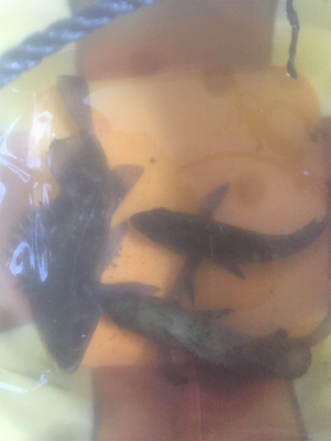 満月メバリング