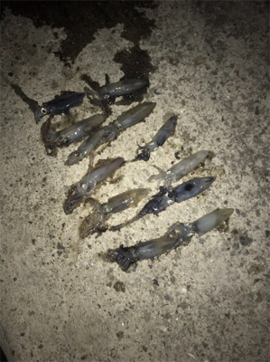 ヒイカナイトゲーム☆GUNNING-STYLE