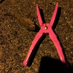 短時間ちょい投げ釣行