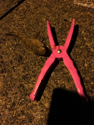 短時間ちょい投げ釣行