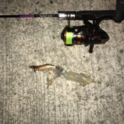 初めてのヒイカゲーム