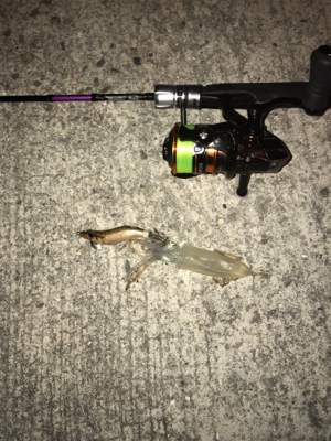 初めてのヒイカゲーム