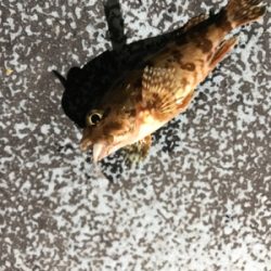 初牛深ライトゲーム