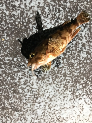 初牛深ライトゲーム