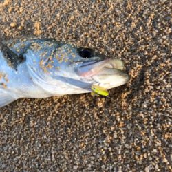 サーフシーバス