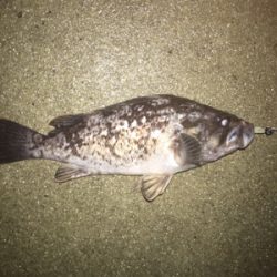 アジング狙いが根魚オンリー(^^)