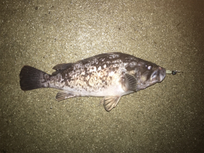 アジング狙いが根魚オンリー(^^)