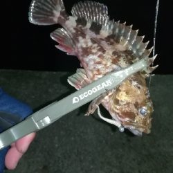 ナイトアジング