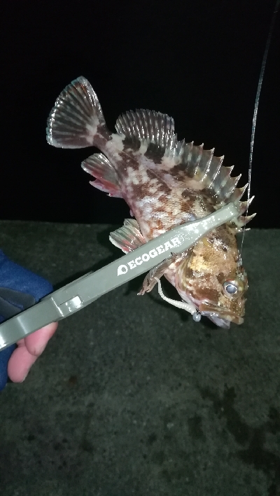 ナイトアジング