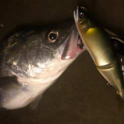 シーバス終盤戦！