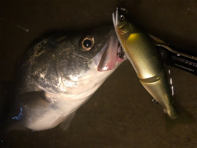 シーバス終盤戦！