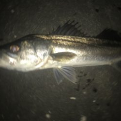 またまたマイワシ