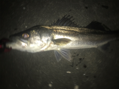 またまたマイワシ