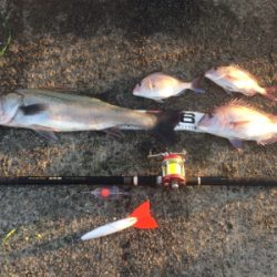 シラサカゴの定番ゲスト登場