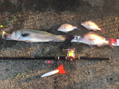 シラサカゴの定番ゲスト登場