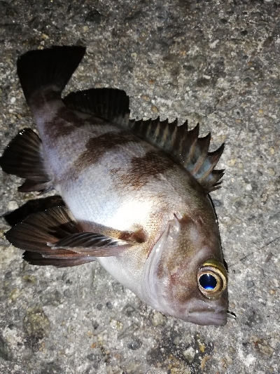 ２０㎝アップは出ず