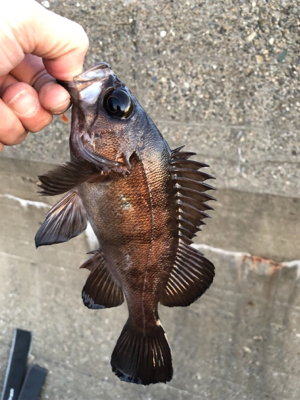 メバリング始動