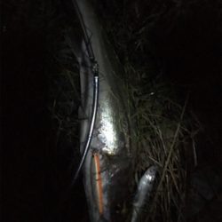 マッチザベイト