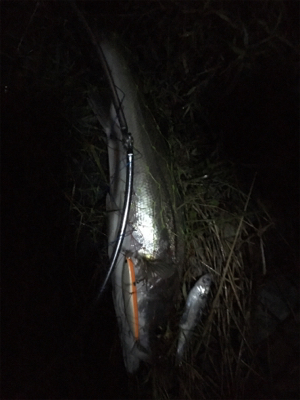 マッチザベイト