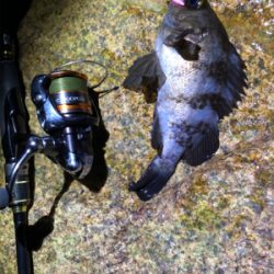 超低潮位でのメバリング