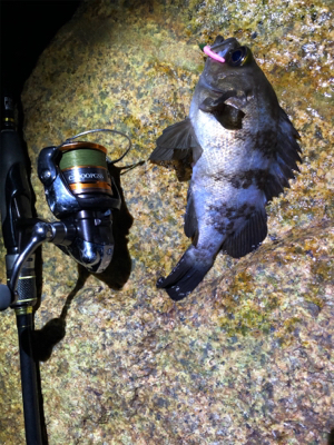 超低潮位でのメバリング