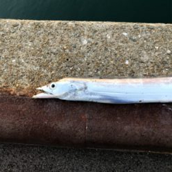 ドラゴンを求めて_:(´ཀ`」 ∠):