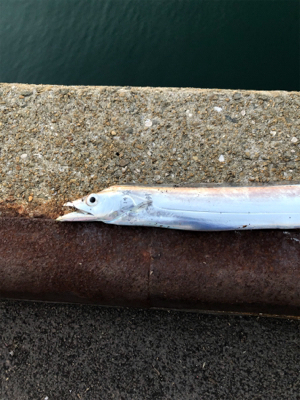 ドラゴンを求めて_:(´ཀ`」 ∠):