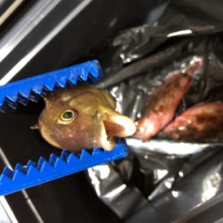 釣れませんでした！