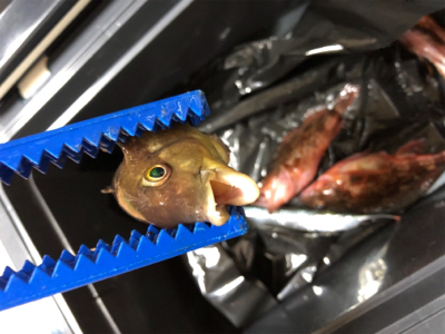 釣れませんでした！