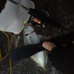 朝まずめリベンジ