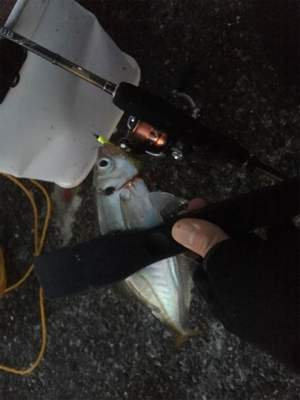 朝まずめリベンジ