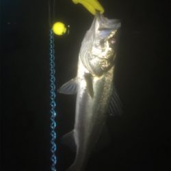 短時間で数釣り！