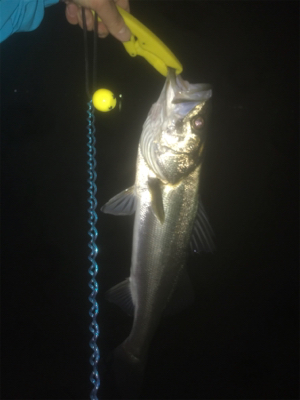 短時間で数釣り！