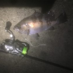 満月メバリング3days 2日目