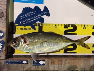 フィッシングホテルでタチウオと良型アジ