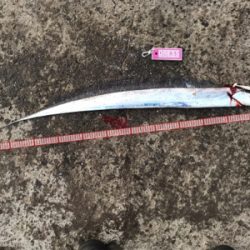 今日は、久しぶりのアタリ多数！