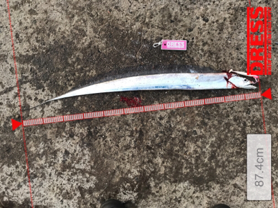 今日は、久しぶりのアタリ多数！