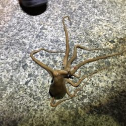 あまり釣れませんでした。