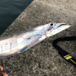 なかなかサイズ上がらず