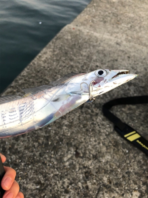 なかなかサイズ上がらず