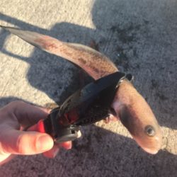 本命獲れず。。。