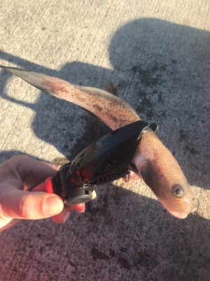 本命獲れず。。。