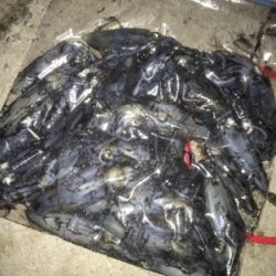 連日ヒイカナイトゲーム☆GUNNING-STYLE