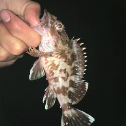 岸和田1文字、沖の南にて。大漁！