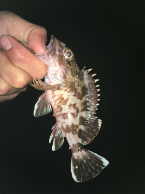 岸和田1文字、沖の南にて。大漁！