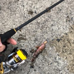 ロックフィッシュゲーム