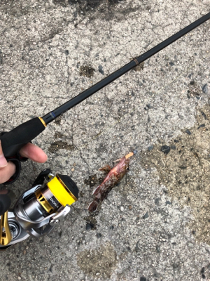 ロックフィッシュゲーム